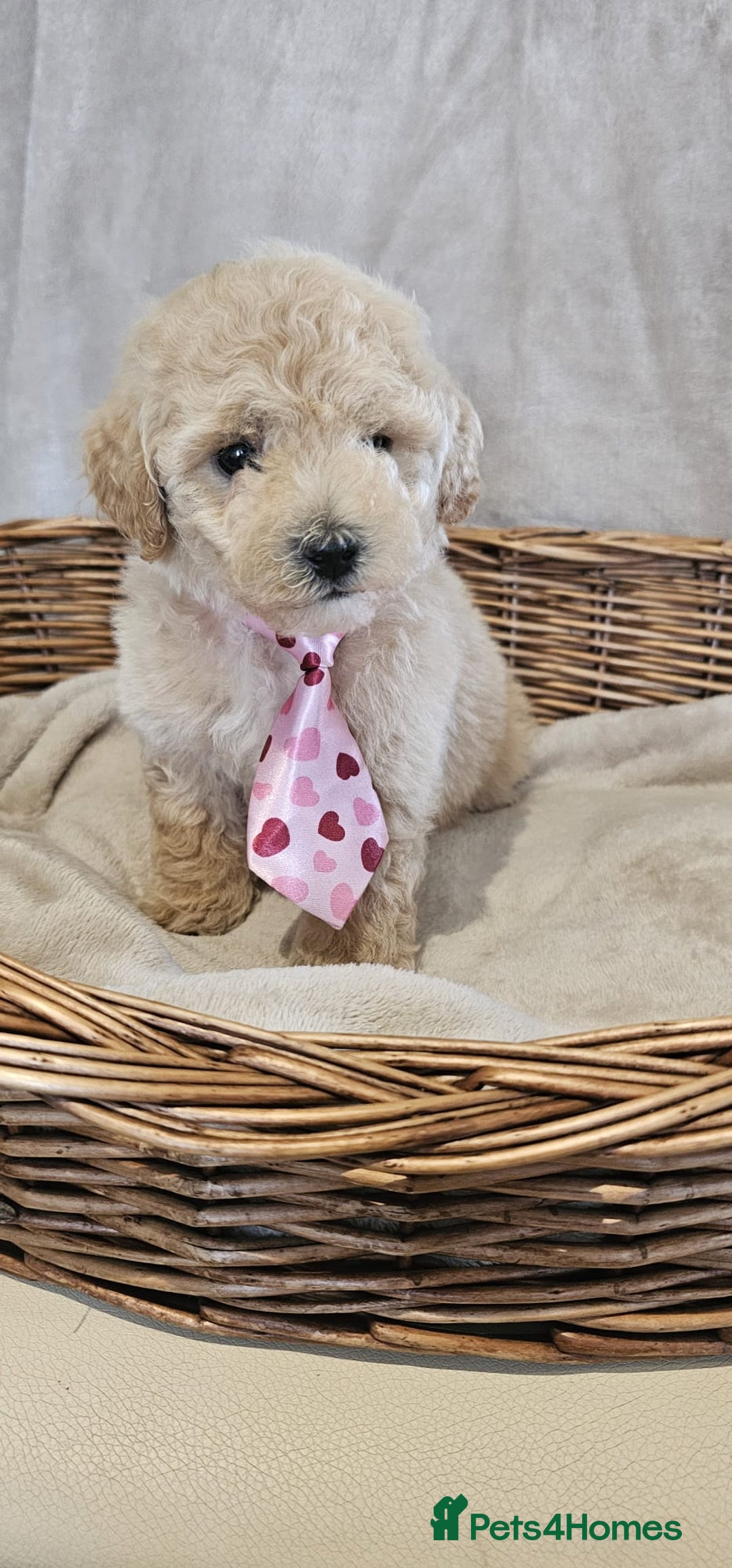 Poochon dogs for sale: Poochon puppies ready now  - Image 5