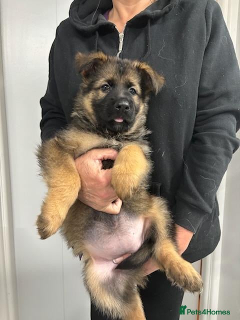 German Shepherd dogs German shepherd puppies  - Advert 2