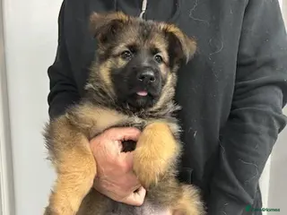 German Shepherd dogs German shepherd puppies - Advert 2