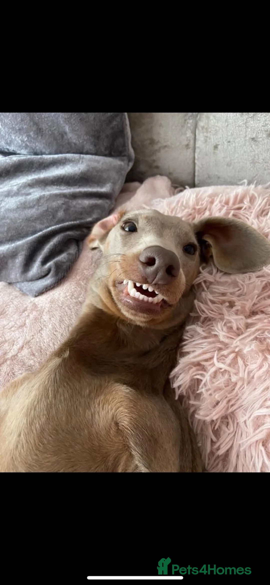 Miniature Dachshund dogs for sale: Minature long haired dachshund puppy  - Advert 8