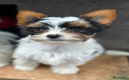 Biewer Terrier dogs for sale: Delightful Biewer boy puppies  - Image 3