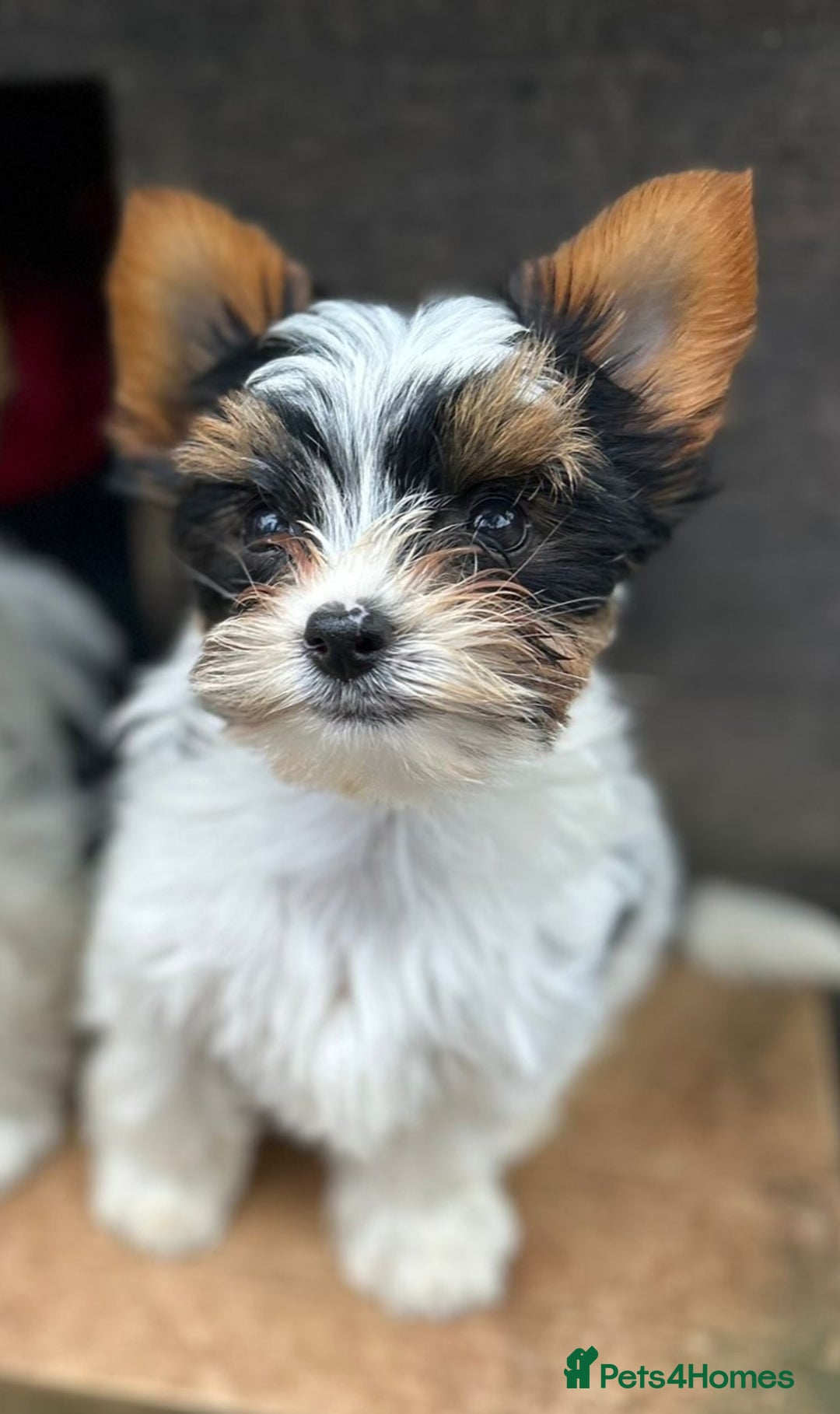 Biewer Terrier dogs for sale: Delightful Biewer boy puppies  - Image 3