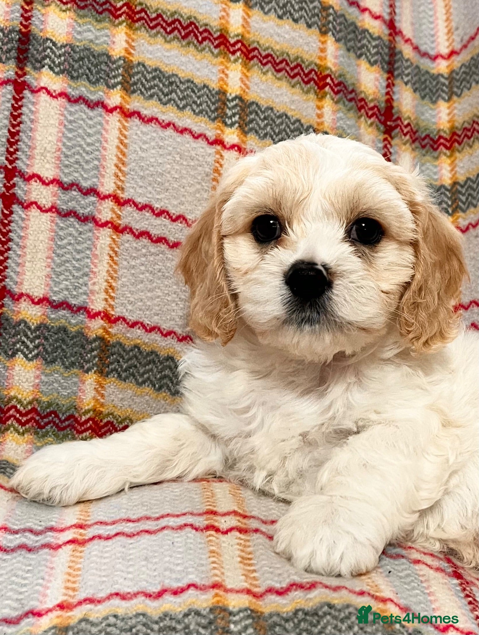 Cavachon dogs Cavachon puppies - Advert 4