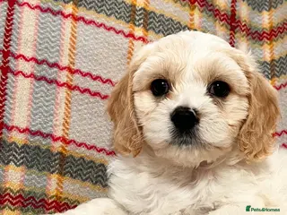 Cavachon dogs Cavachon puppies - Advert 8