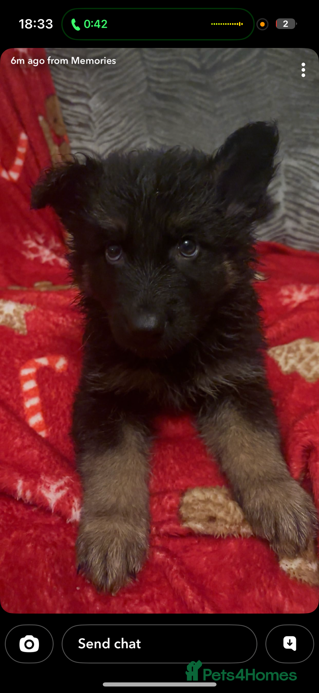 German Shepherd dogs for sale: German shepherd puppies  - Advert 10