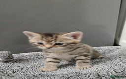 Mixed Breed cats for sale: 4 Adorable Kittens  - Image 15