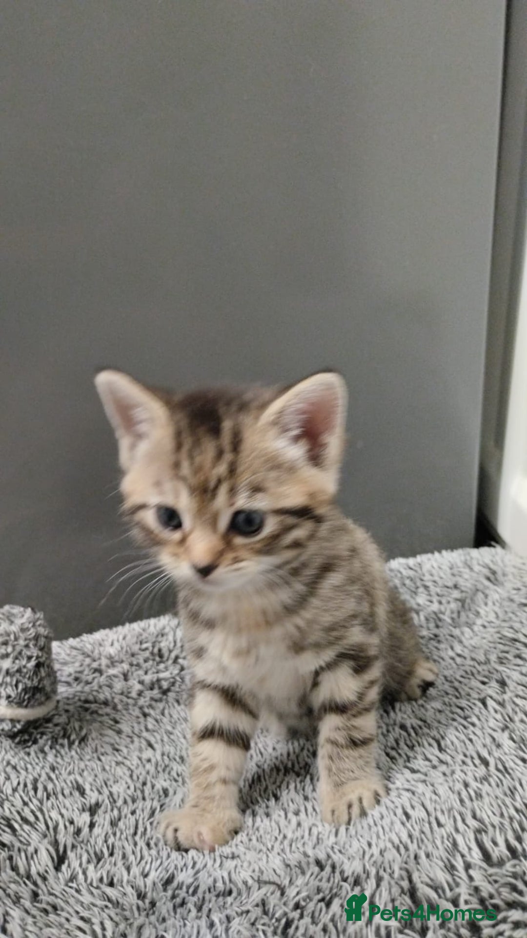 Mixed Breed cats for sale: 4 Adorable Kittens  - Image 15