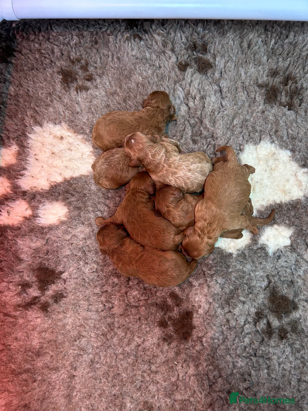 Toy Poodle dogs for stud: EXTENSIVELY HEALTH TESTED TOY POODLE STUD TYSON🌹 in Sheerness - Advert 26