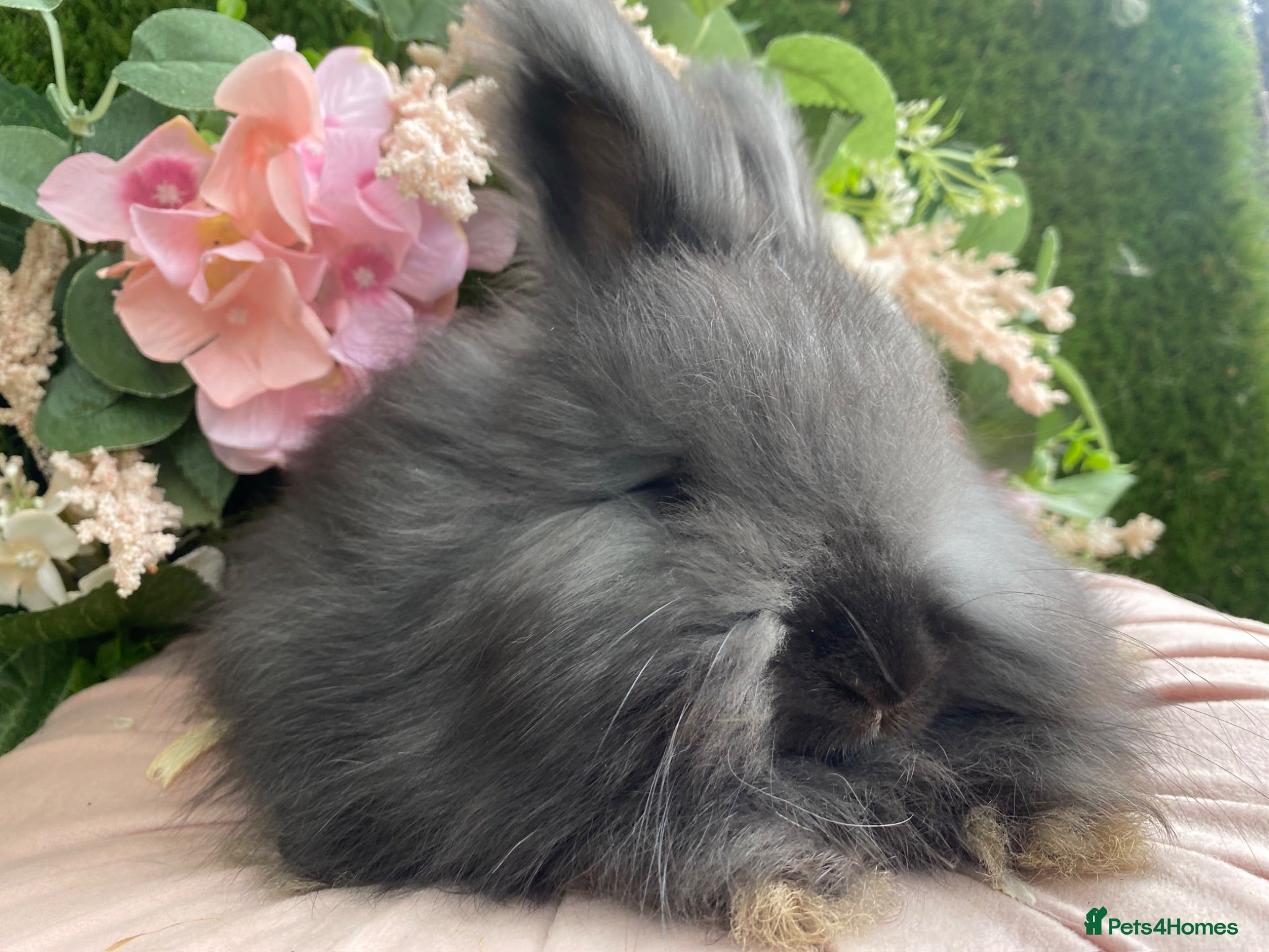 Angora rabbits Baby angoras - Advert 4