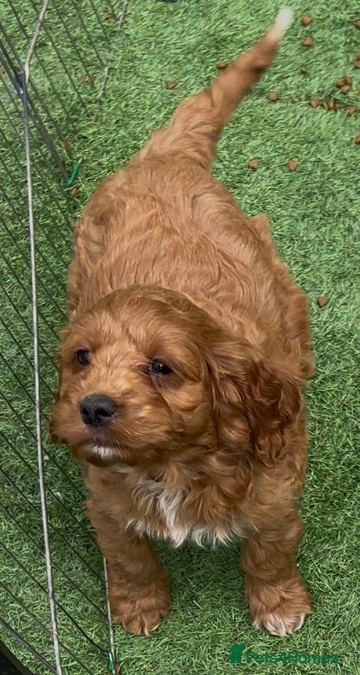 Cockapoo dogs for sale: READY NOW! RED F1 HEALTH-CHECKED TOY COCKAPOOS - Advert 8