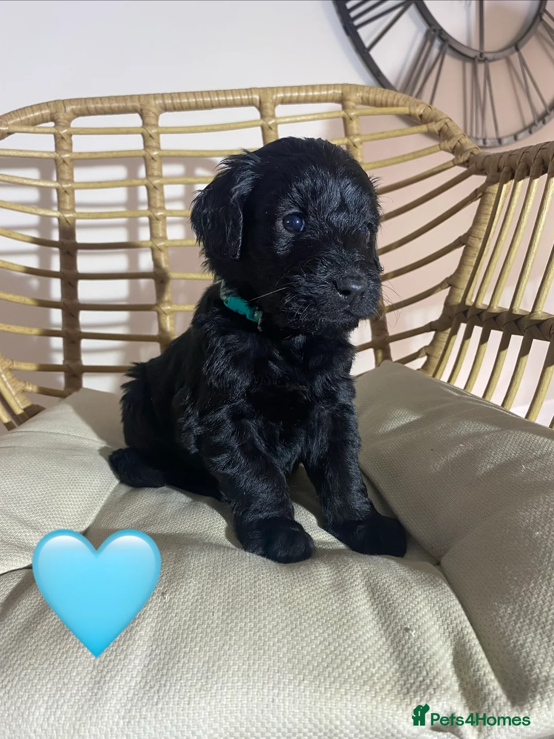 Goldendoodle dogs for sale: F1 Goldendoodles 🖤💛 - Advert 29