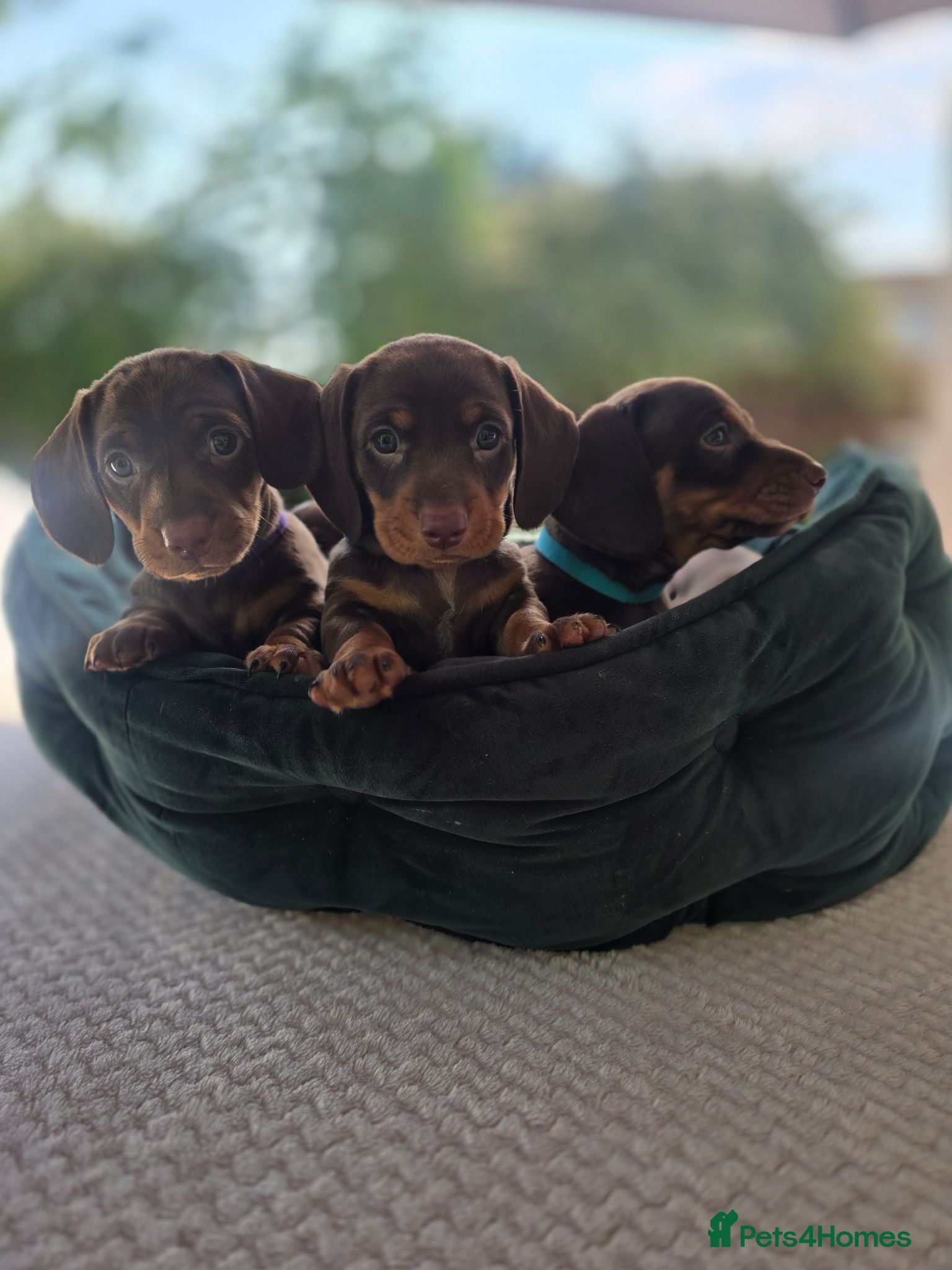 Dachshund dogs Beautiful Standard DashshundsReady Now 🏡❤️  - Advert 1