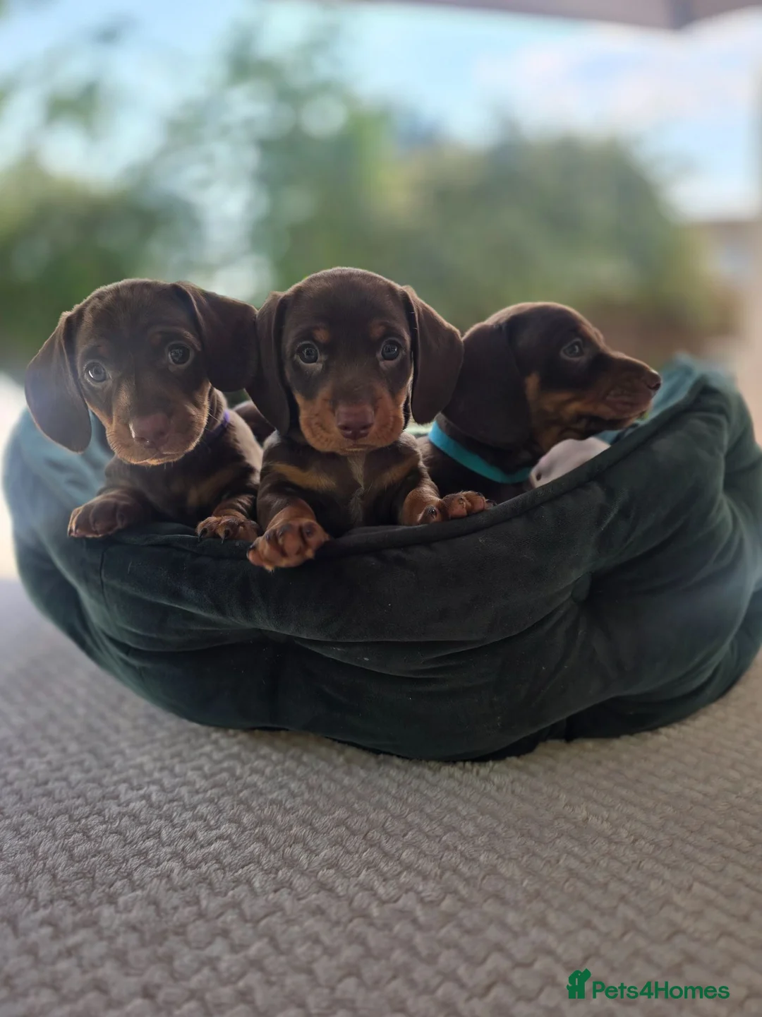 Dachshund dogs for sale: Beautiful Standard DashshundsReady Now 🏡❤️  - Advert 1
