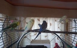 Budgerigars birds for sale: Budgies and set up  - Image 4