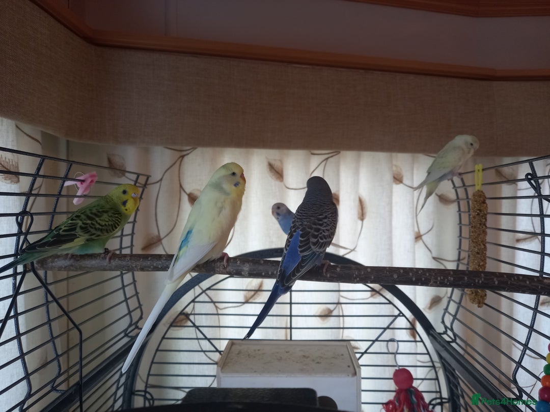 Budgerigars birds for sale: Budgies and set up  - Image 4