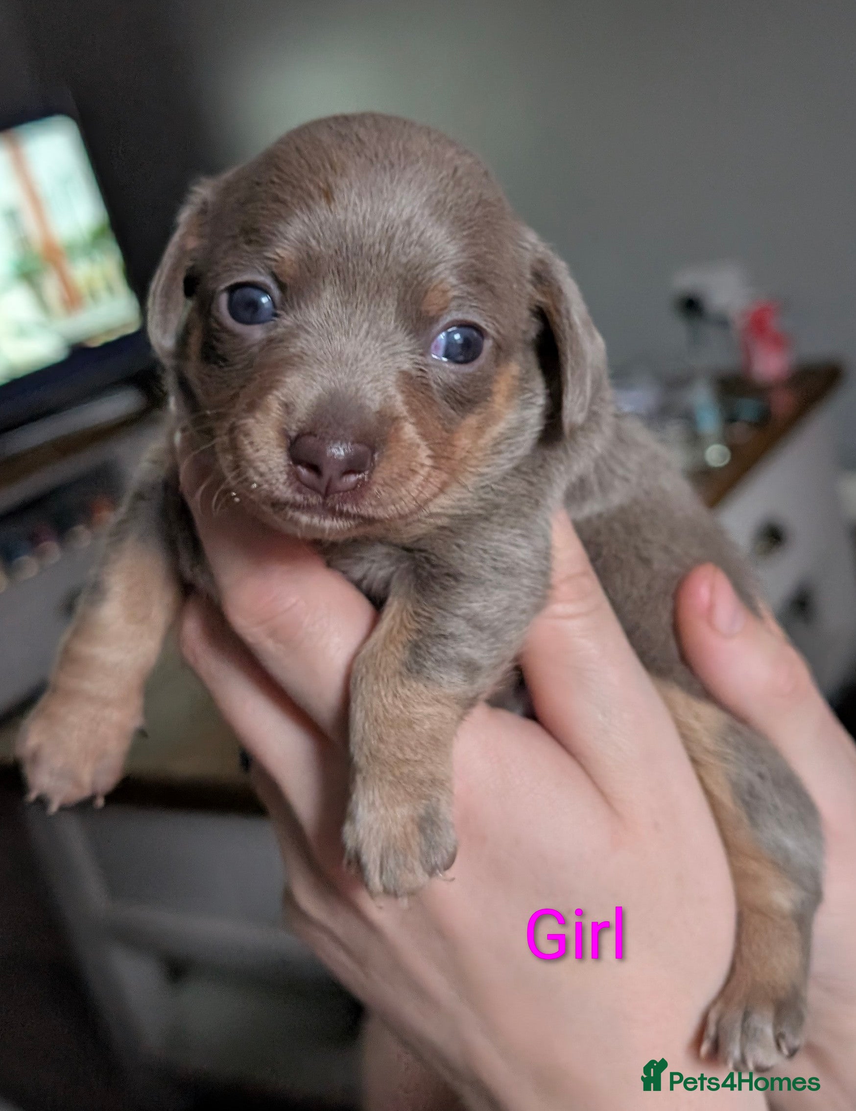 Chiweenie dogs 4 gorgeous chiweenie puppies ready in 5 weeks  - Advert 6