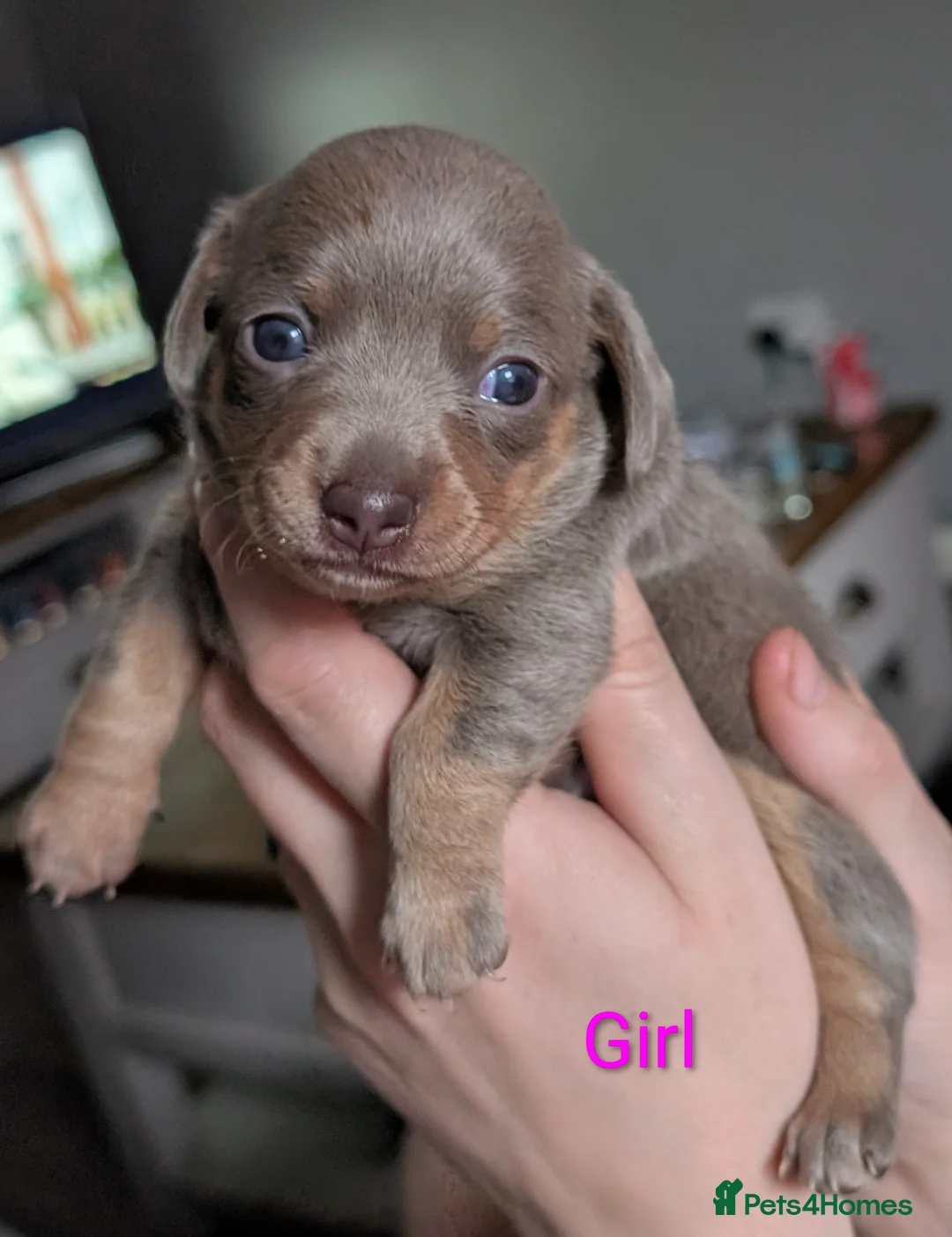 Chiweenie dogs for sale: 4 gorgeous chiweenie puppies ready in 5 weeks  - Advert 6