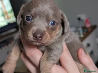 Chiweenie dogs 4 gorgeous chiweenie puppies ready in 5 weeks - Advert 6