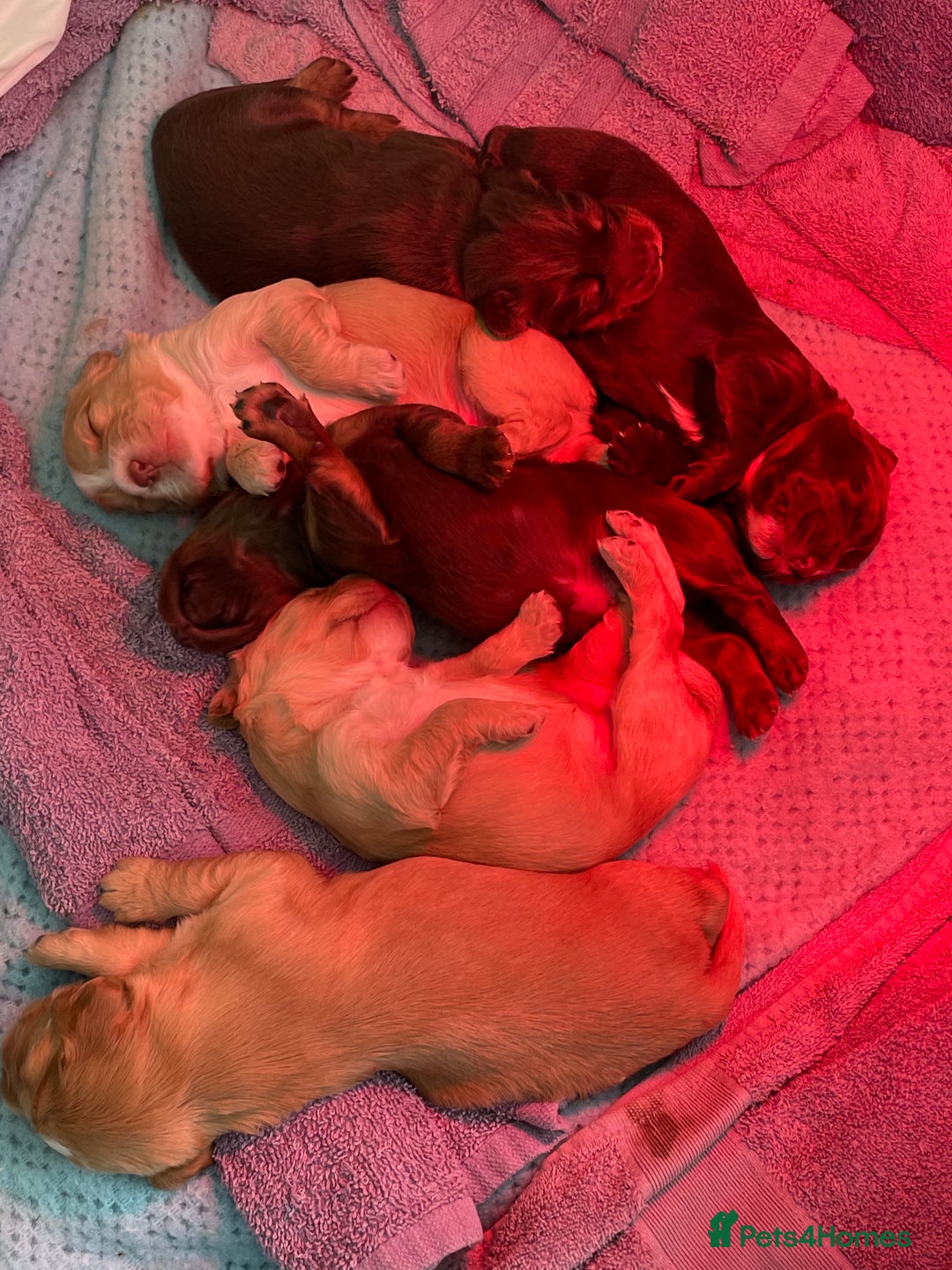 Cocker Spaniel dogs for sale: Working Cocker Spaniels - Advert 7