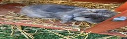 Mini Lop rabbits for sale: 2 male buck mini lop rabbits  - Advert 2