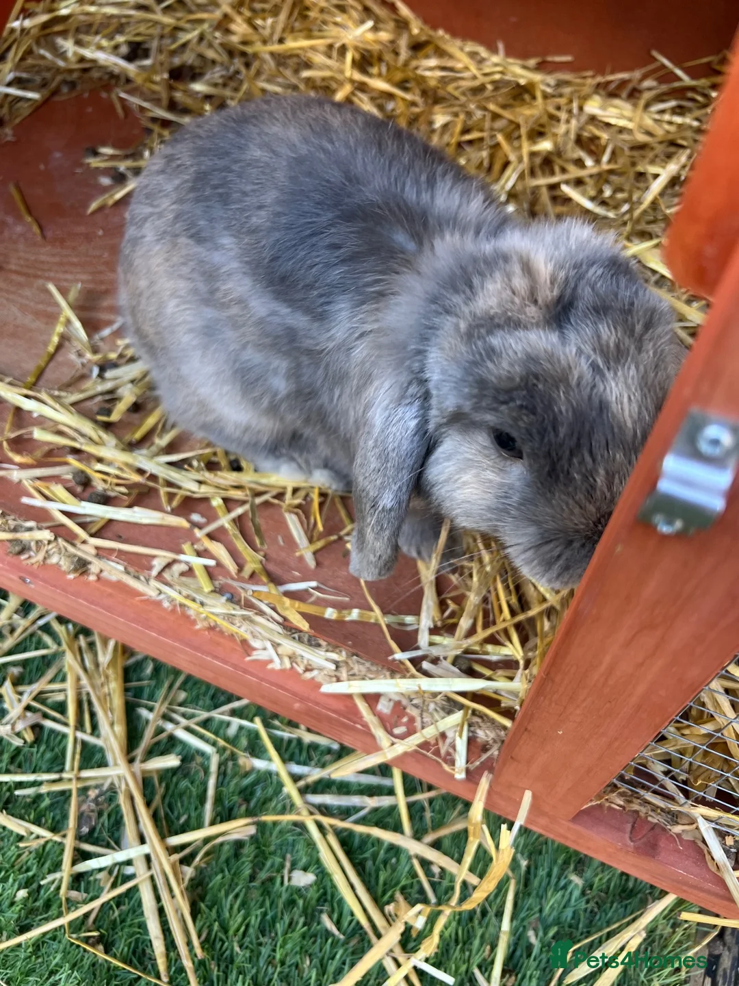 Mini Lop rabbits for sale: 2 male buck mini lop rabbits  - Advert 2