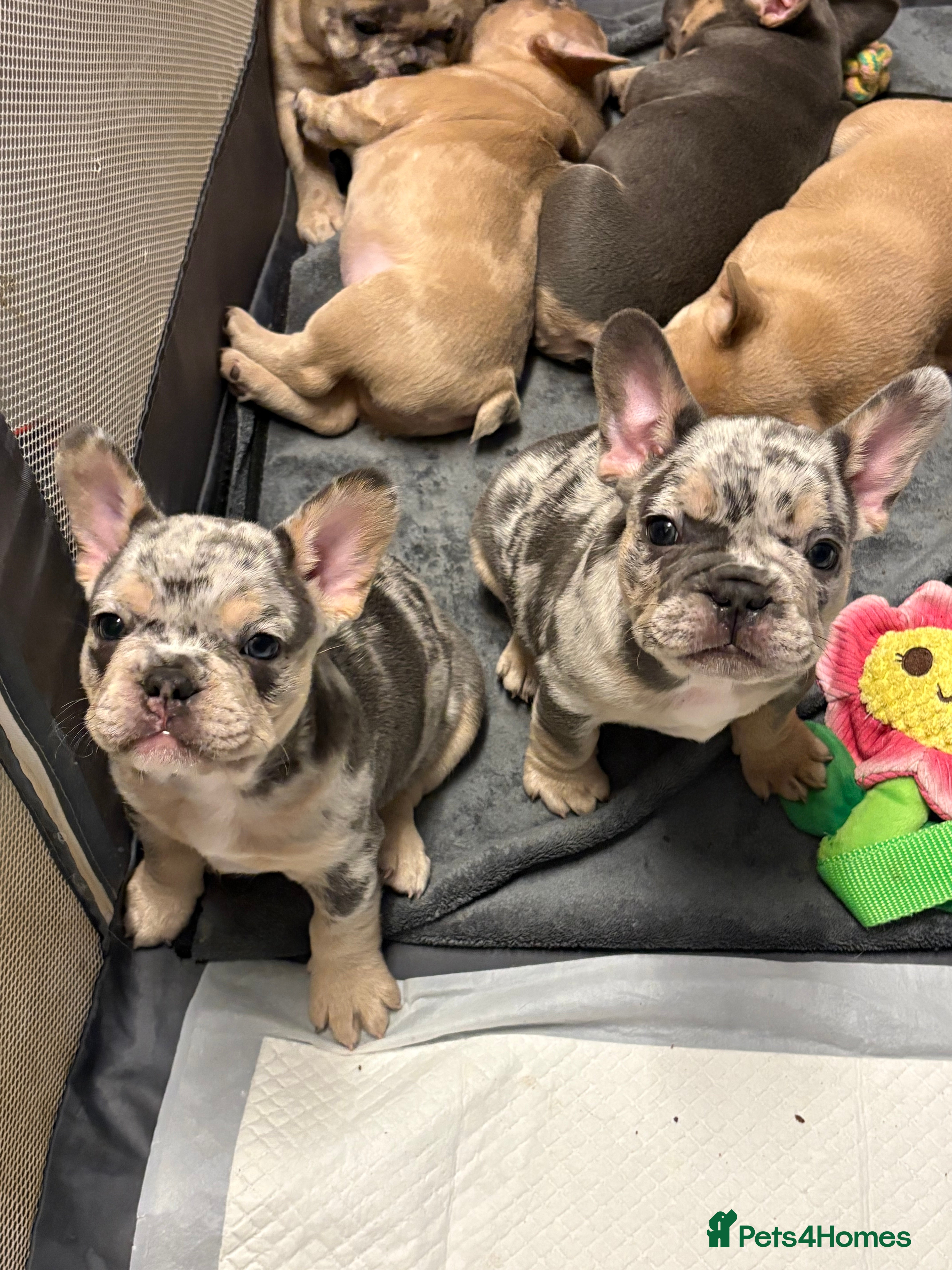 French Bulldog dogs FRENCH-BULLDOG LITTER - 3 LEFT ❤️‍🔥 MERLE - Advert 9