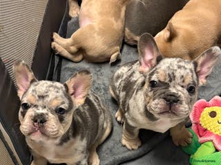 French Bulldog dogs FRENCH-BULLDOG LITTER - 3 LEFT ❤️🔥 MERLE - Advert 18