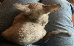 Devon Rex cats for sale: Pedigree Blue Devon Rex – 14wk Affectionate Boy - Image 4