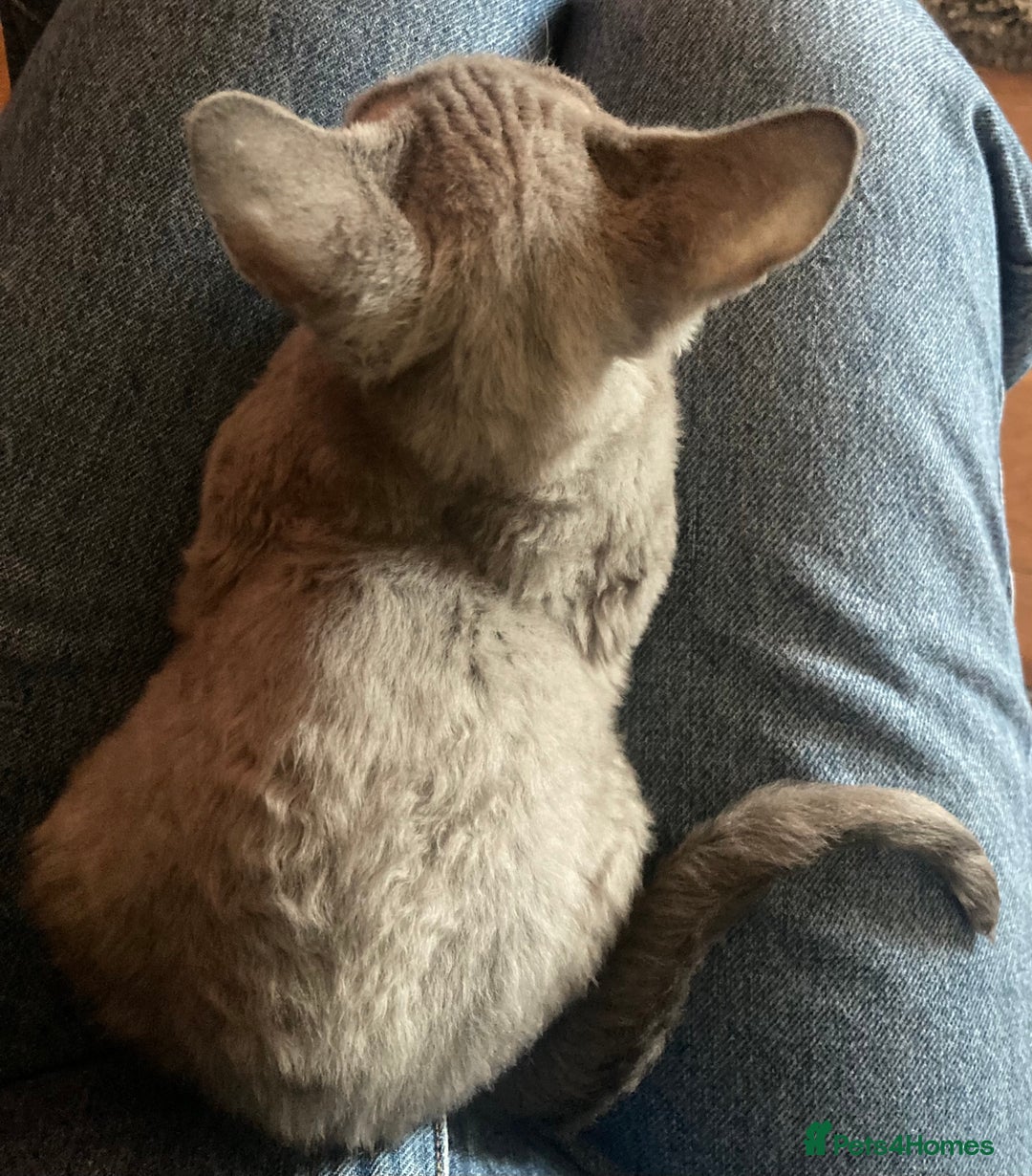 Devon Rex cats for sale: Pedigree Blue Devon Rex – 14wk Affectionate Boy - Image 4