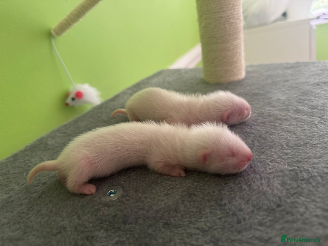 Ferret rodents for sale: Ferret kits available  - Image 2