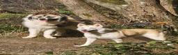 Huskita dogs for sale: Female huskita - Advert 5