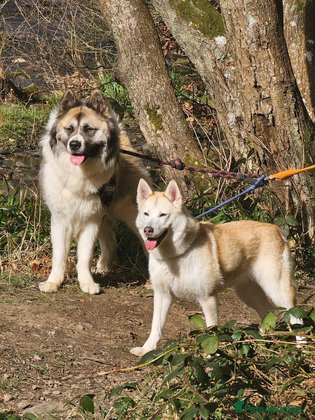 Huskita dogs for sale: Female huskita - Advert 5