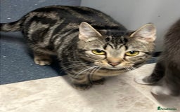Domestic Shorthair cats for sale: Kitkat  - Image 5