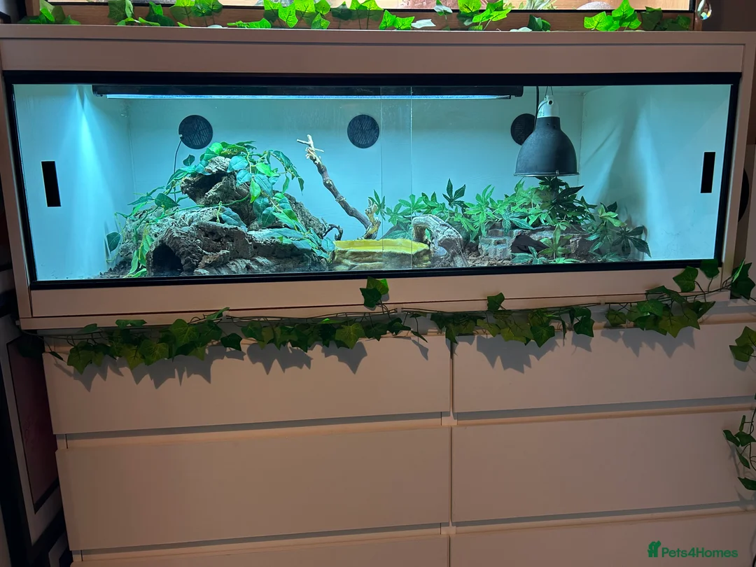 Rat Snake reptiles for sale: Russian Rat Snake with Vivarium and all items - Advert 3