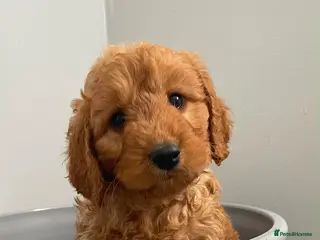 Cockapoo dogs STUNNING HEALTH CLEAR COCKAPOO PUPPIES - Advert 12