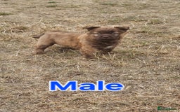 Mixed Breed dogs for sale: Chocolate frenchie X Chow carrying pink  - Image 9