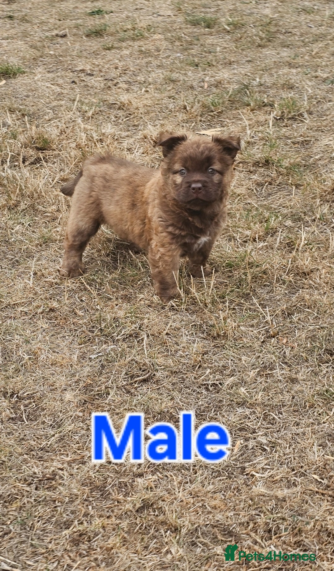 Mixed Breed dogs for sale: Chocolate frenchie X Chow carrying pink  - Image 9