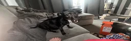 Mixed Breed dogs for sale: Beautiful puppies for sale  - Advert 9