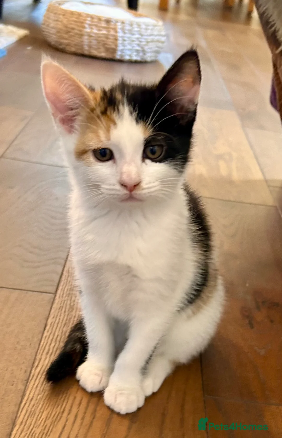 Mixed Breed cats for sale: 3 lovely kittens looking for homes in London - Advert 1