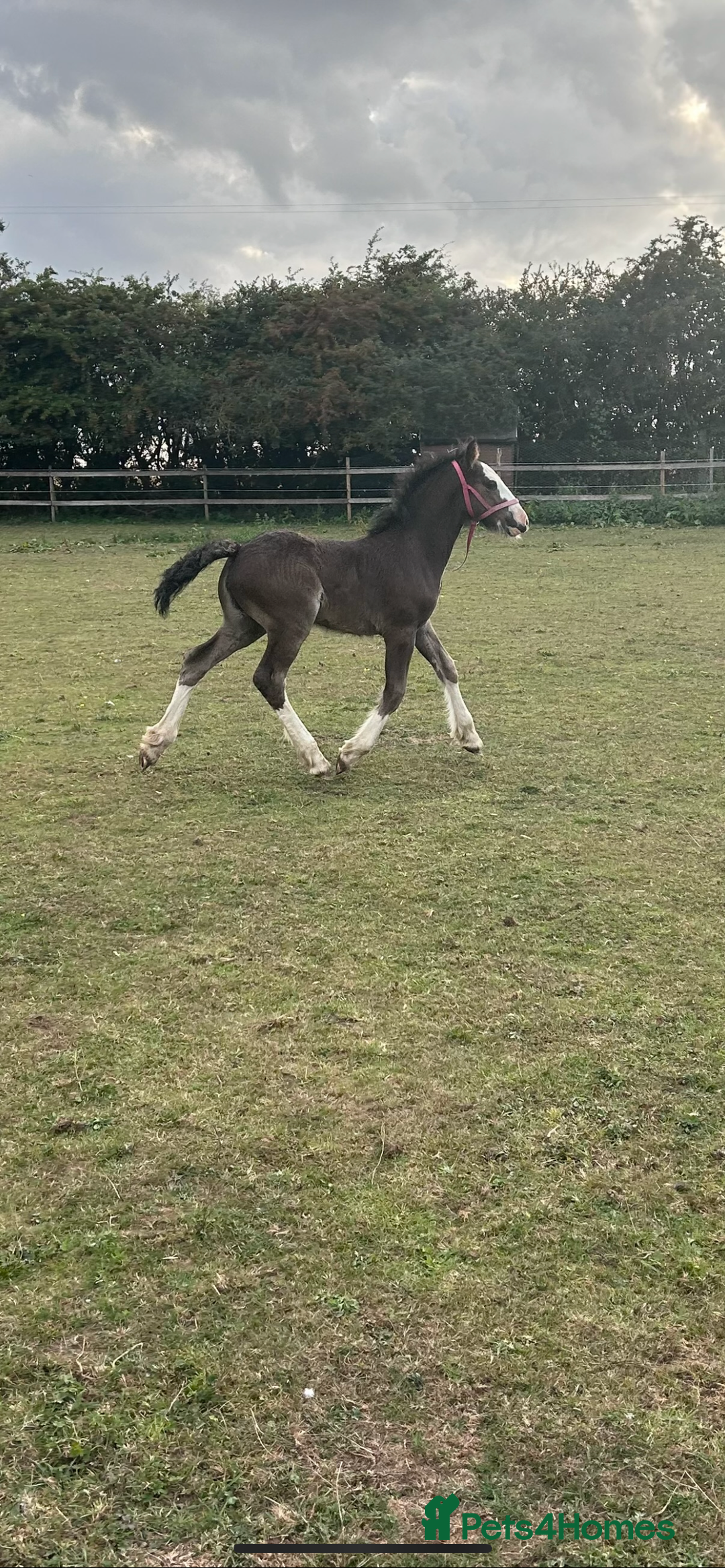 Irish Cob horses for sale: Filly for full loan or sale  - Advert 13