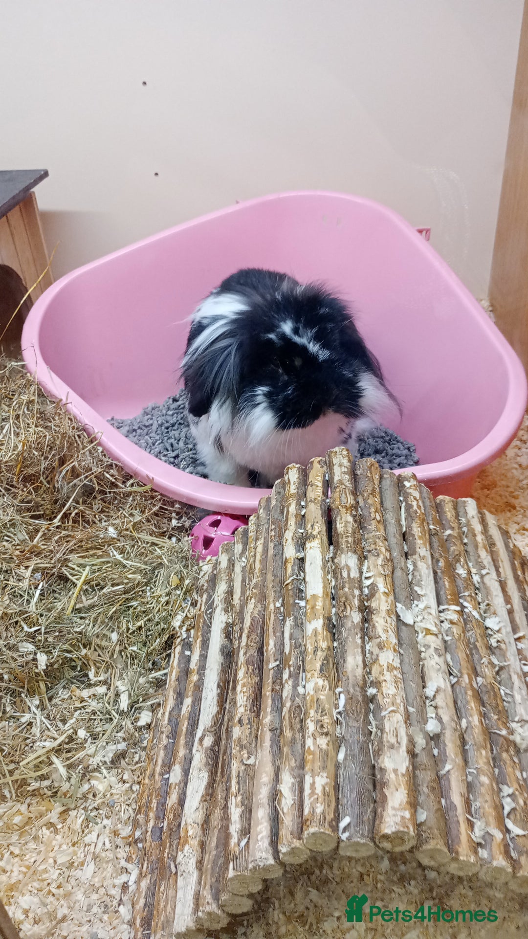 Mini Lion Lop rabbits for sale: Female lionhead mini lop needing rehomed!! - Image 1