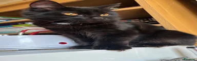 Domestic Shorthair 1