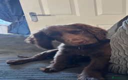 Cocker Spaniel dogs for sale: Chocolate cocker spaniel bitch  - Image 6