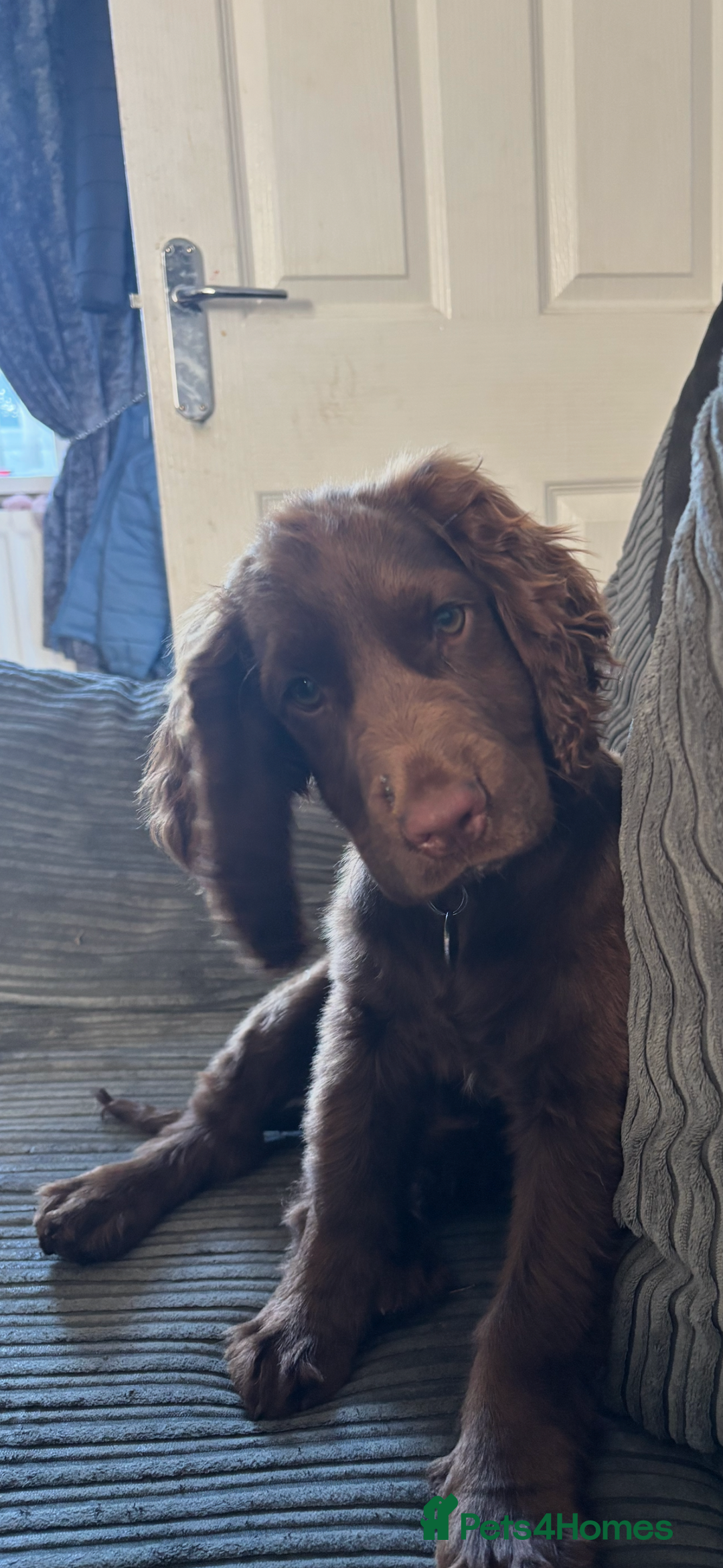 Cocker Spaniel dogs for sale: Chocolate cocker spaniel bitch  - Image 6