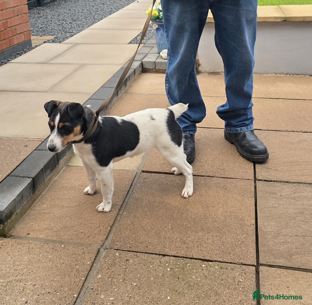 Jack Russell dogs for sale: Jack Russell   - Advert 1