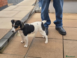 Jack Russell dogs Jack Russell - Advert 1