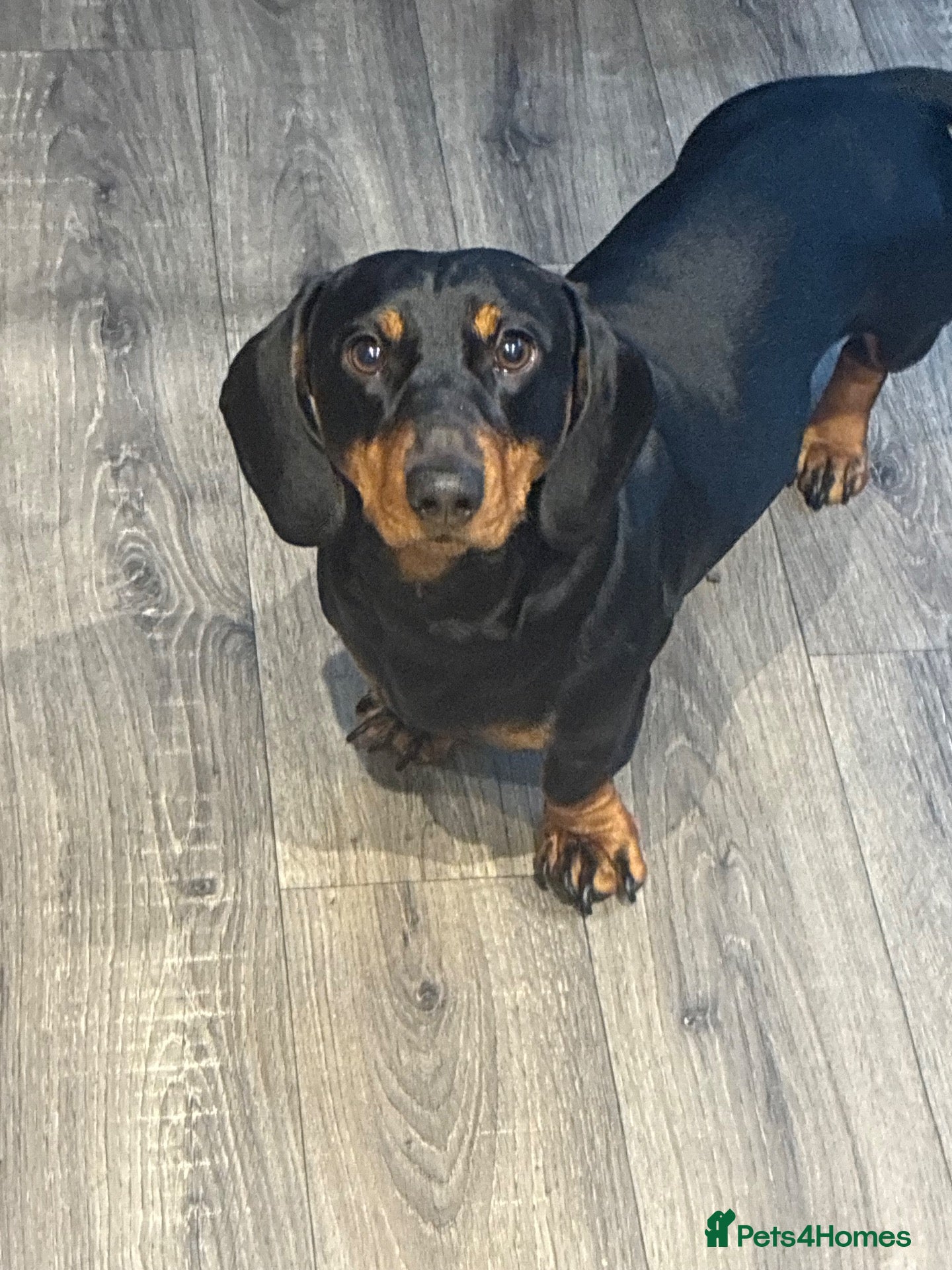 Dachshund dogs Hulk - number in description  - Advert 20