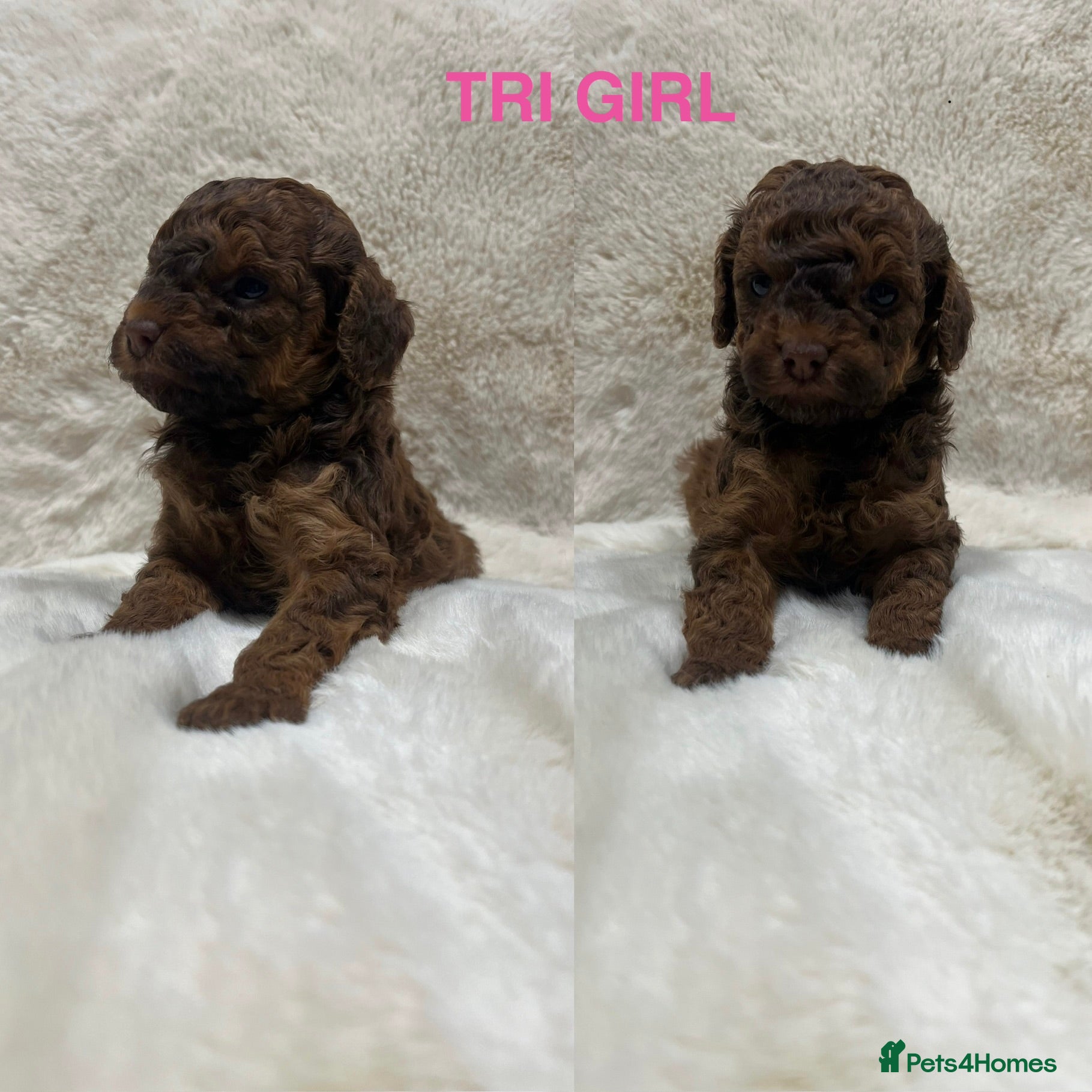 Cavapoochon dogs CAVAPOOCHON PUPPY GIRLS/BOYS HEALTH TESTED - Advert 2