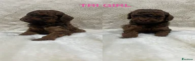RED TRI COLOURED GIRL 