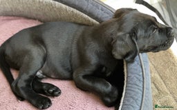 Cane Corso dogs for sale: 8 week old cane corso male puppy - Image 1